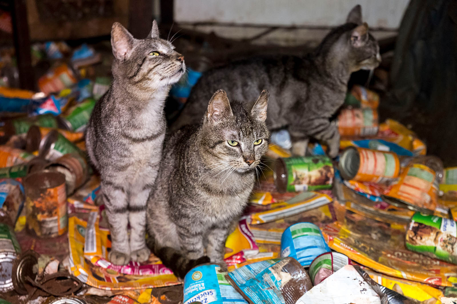 Tierliebe oder Tierleid? oder: Was ist Animal Hoarding?