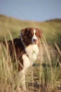 4Pfoten-Urlaub Ferien mit Hund