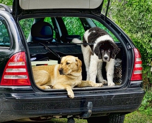 Checkliste für die Urlaubsfahrt mit Hund – auf die Sicherheit im Auto kommt  es an
