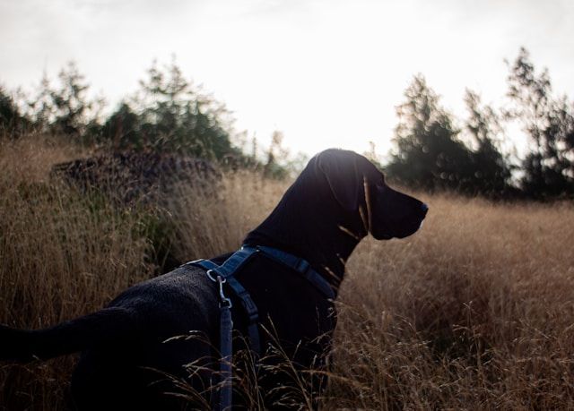 4Pfoten-Urlaub Reisen mit Hund