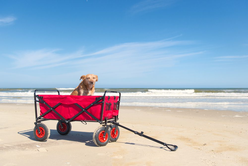 4Pfoten-Urlaub Nordsee mit Hund