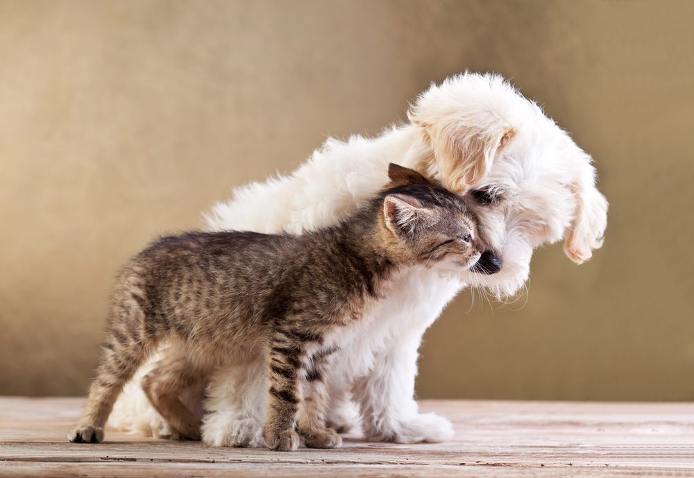 4Pfoten-Urlaub Zusammenleben von Hund und Katze