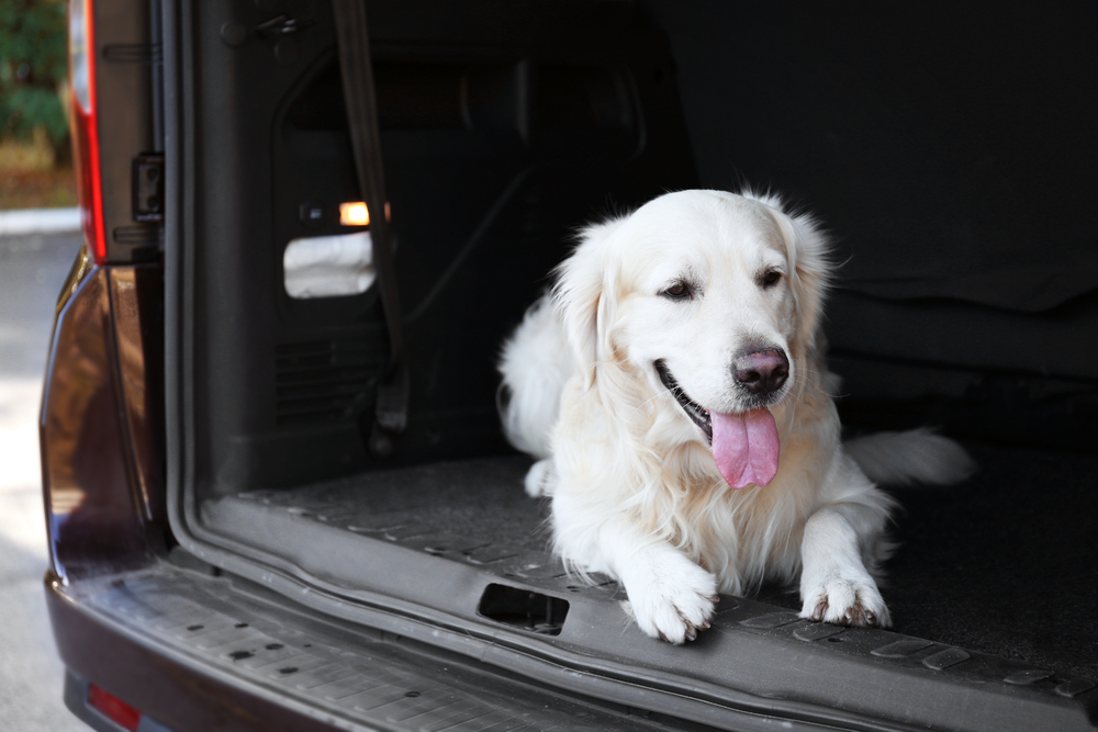 4Pfoten-Urlaub Hund im Kofferraum