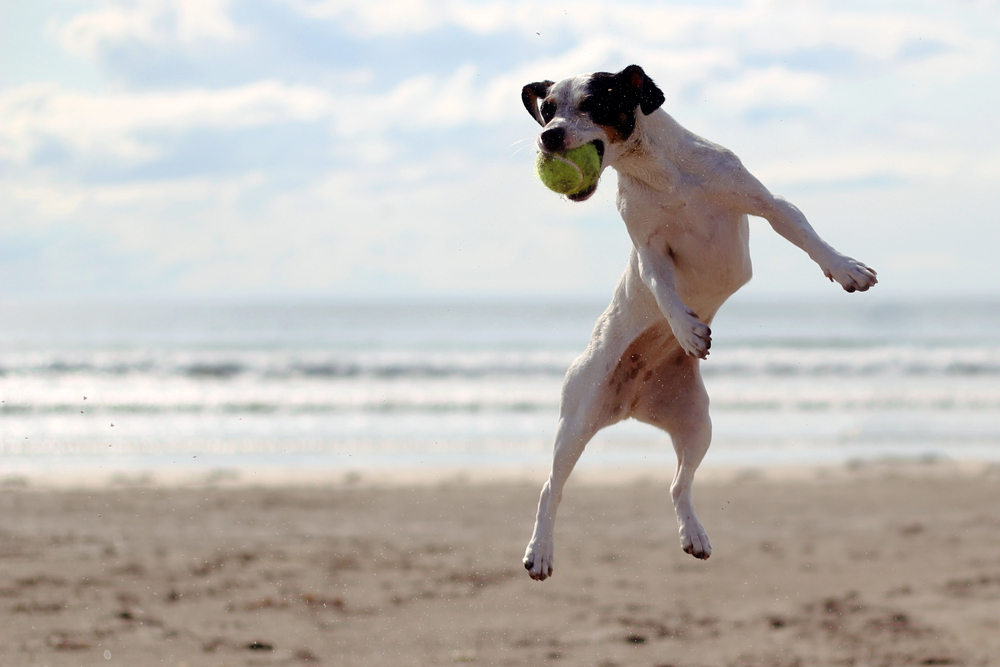 4Pfoten-Urlaub mit dem Hund am Strand spielen