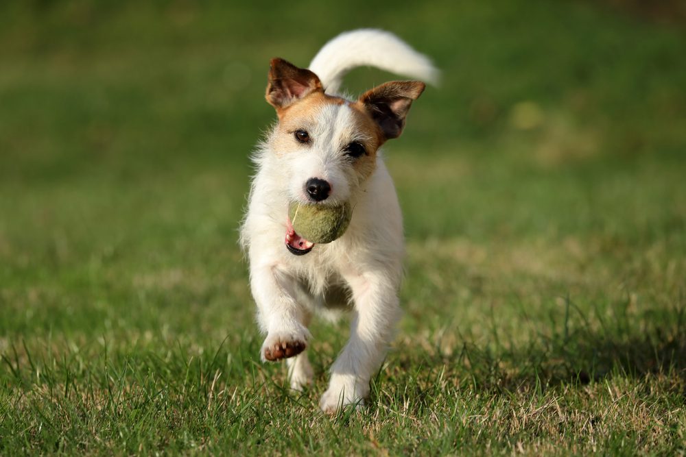 4Pfoten-Urlaub Hund tobt