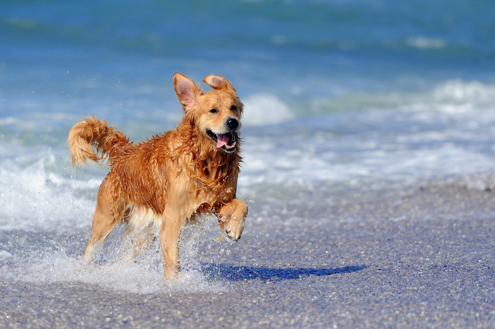 4Pfoten-Urlaub einen Urlaubstag mit Hund am Stand verbringen