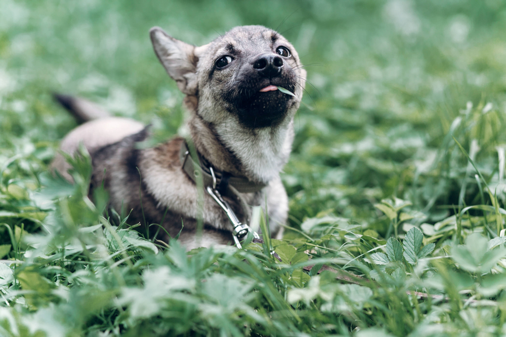 4Pfoten-Urlaub kleiner Hund kaut auf einem Grashalm herum