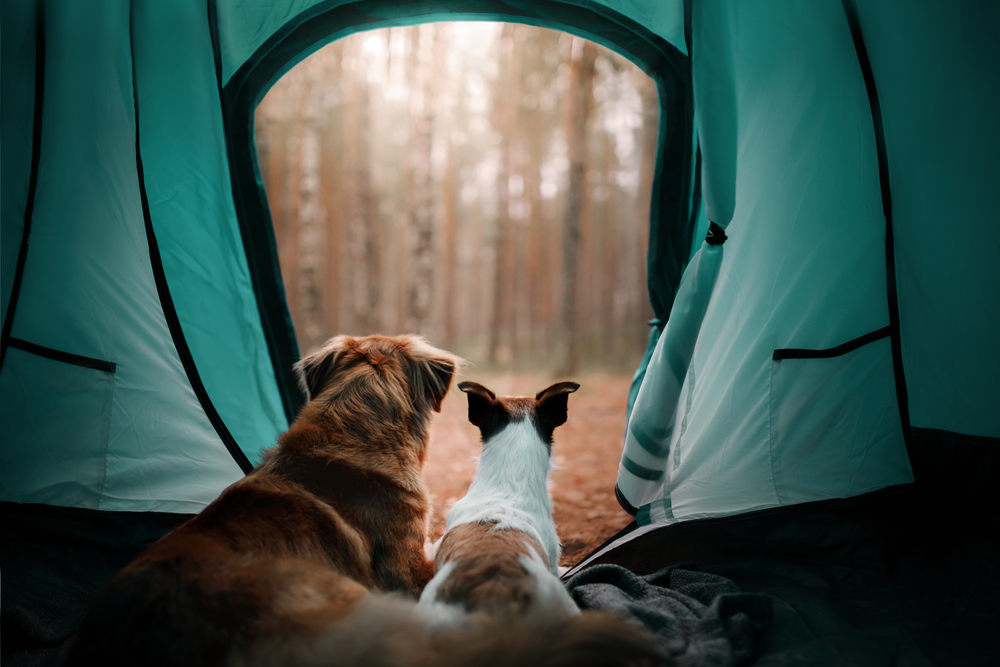 4Pfoetn-Urlaub Campingurlaub mit Hund