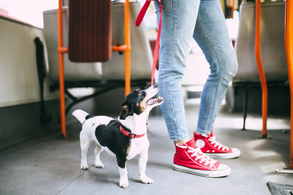 4Pfoten-Urlaub Hund in öffentlichen Verkehrsmitteln