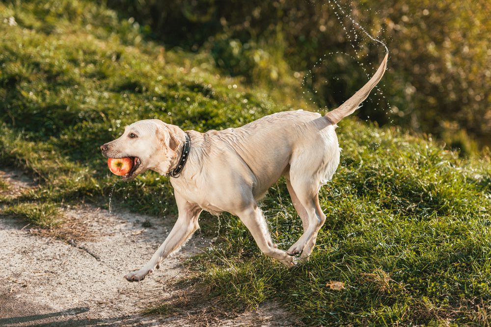 4Pfoten-Urlaub Hundefutter mit Äpfeln pimpen