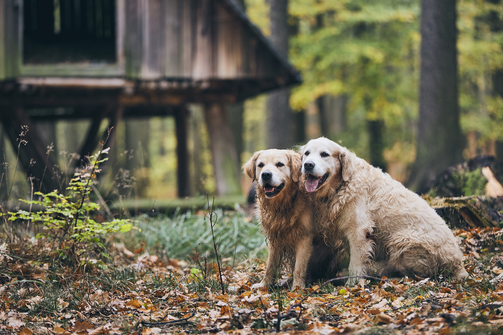 4Pfoten-Urlaub alte Hunde 