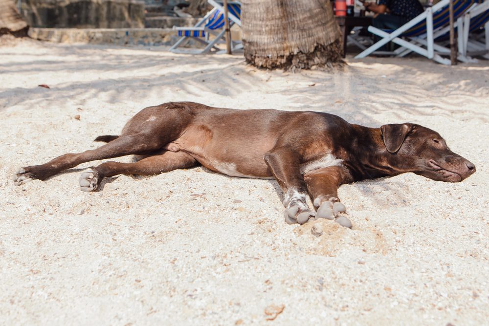 4Pfoten-Urlaub überhitzter Hund