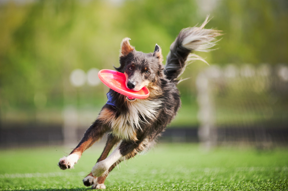 4PFoten-Urlaub Hund spielt zur Entspannung