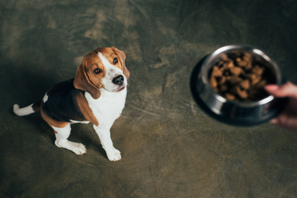 4Pfoten-Urlaub gutes Hundefutter