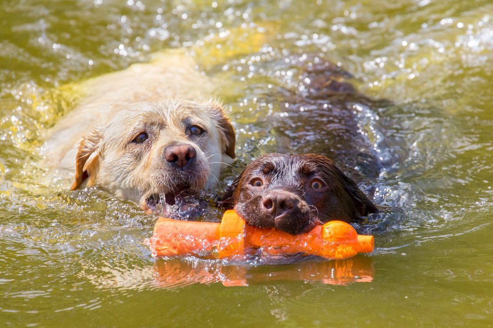 4Pfoten-Urlaub Badespaß für Hunde