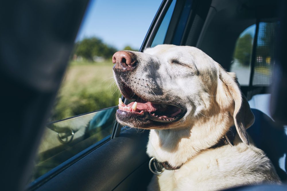 4Pfoten-Urlaub Hund im Auto