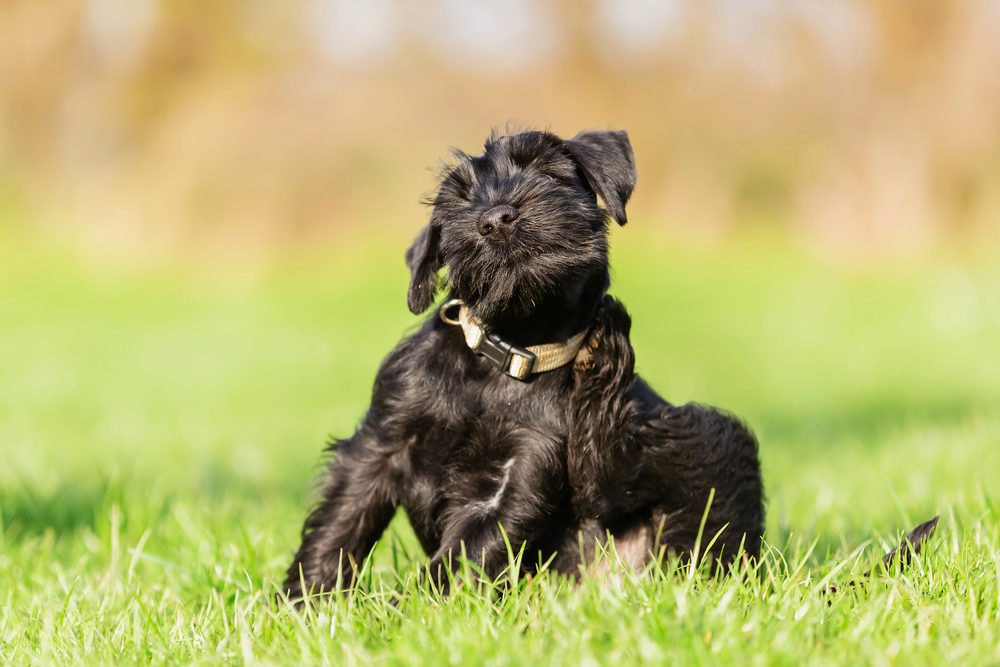 4Pfoten-Urlaub Ohrenschmerzen beim Hund