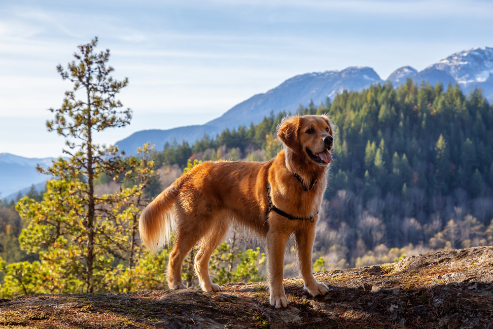 4Pfoten-Urlaub Wanderurlaub mit Hund