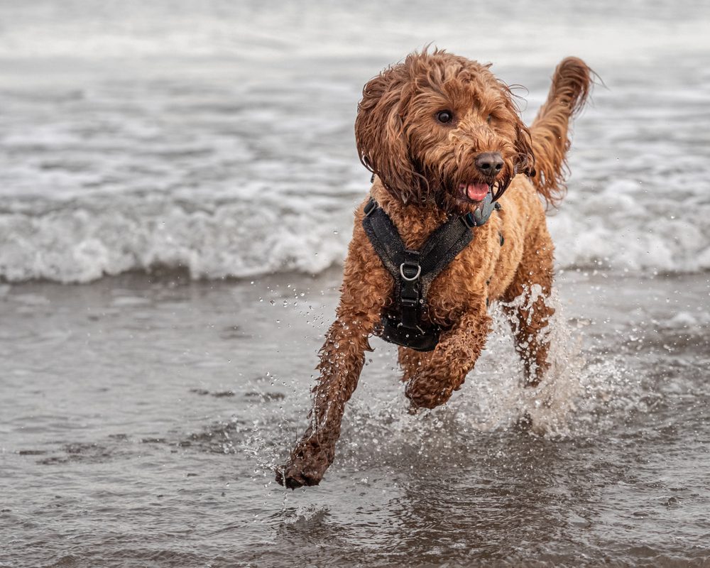 4Pfoten-Urlaub Ferien mit Hund in Otterndorf