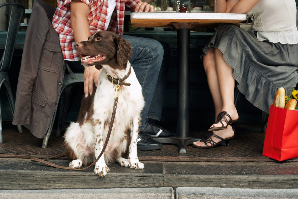 4Pfoten-Urlaub mit Hund ins Café