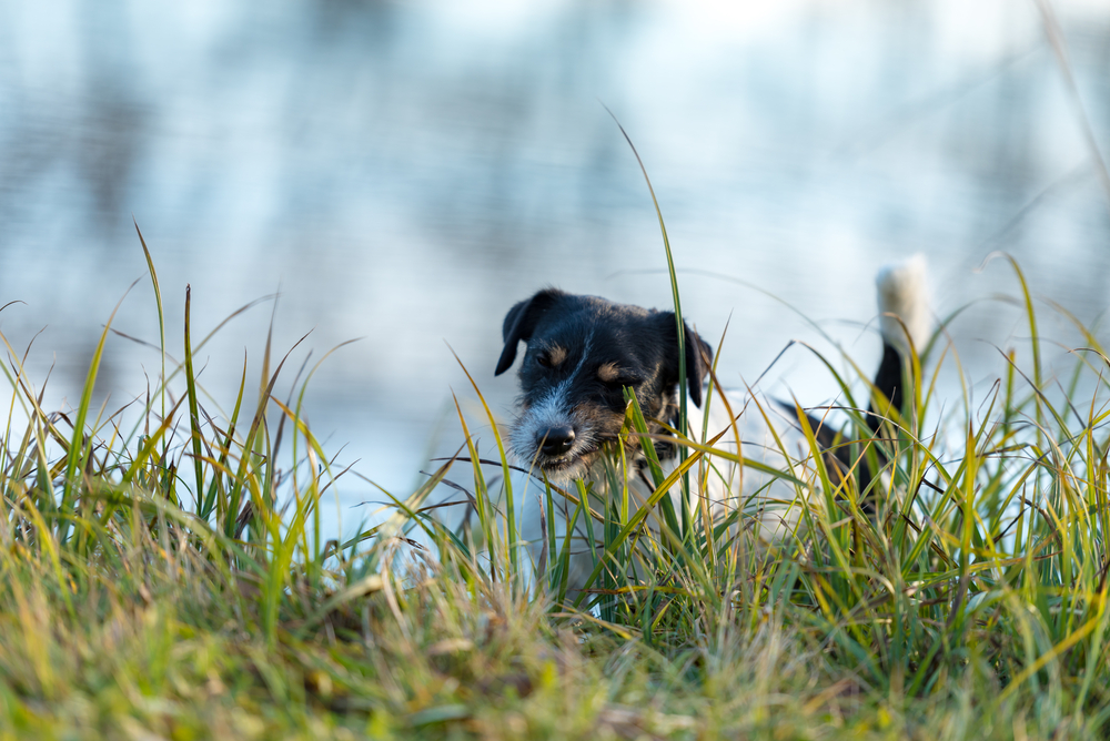 4Pfoten-Urlaub Hund frisst Gras