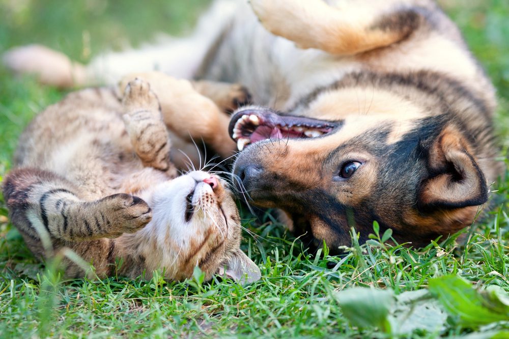 4Pfoten-Urlaub Hund und Katze als Team