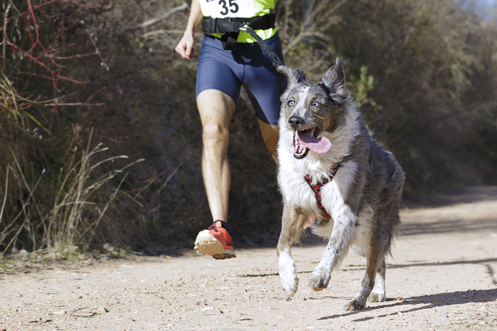 4Pfoten-Urlaub Laufen mit Hund