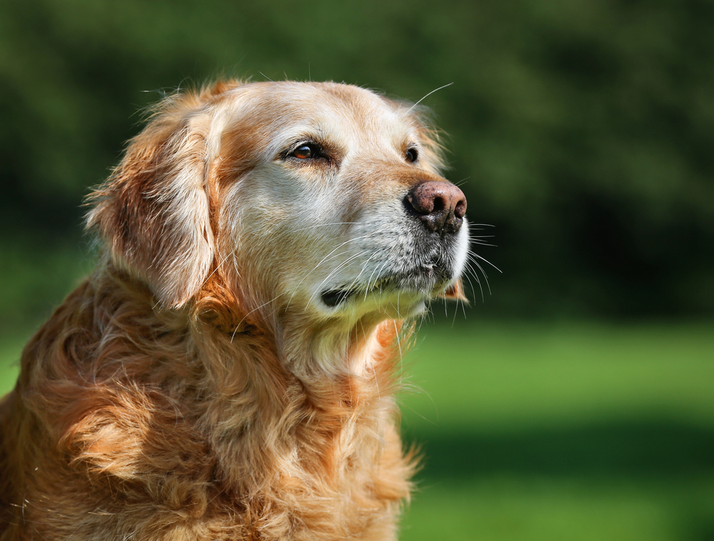 4Pfoten-Urlaub alter Hund