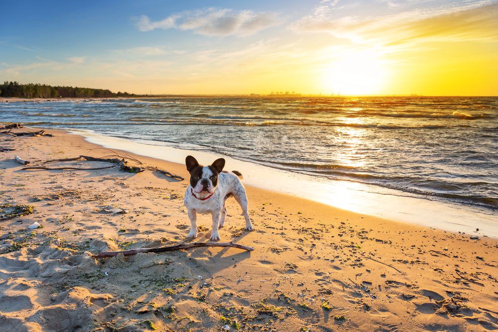 4Pfoten-Urlaub Strandurlaub mit Hund in Polen