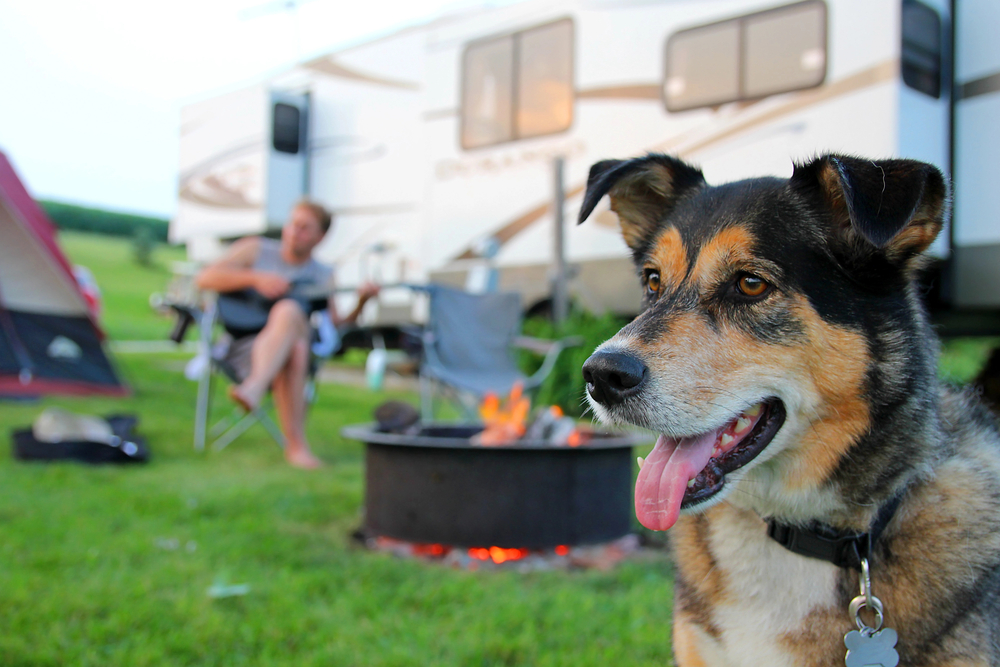 4Pfoten-Urlaub Campen mit Hund in den Niederlanden