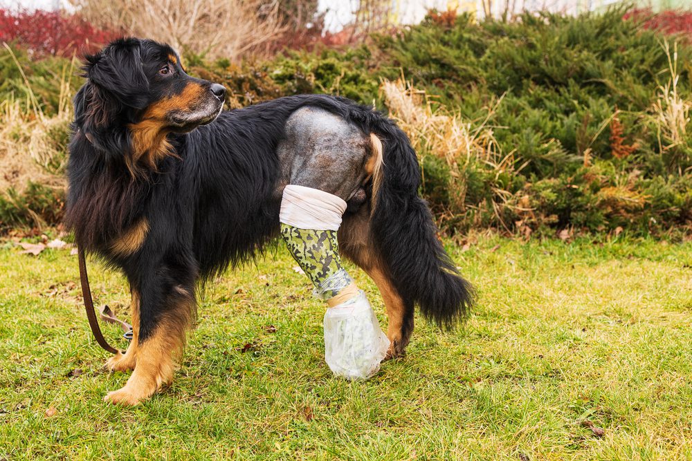 4Pfoten-Urlaub verletzer Hund