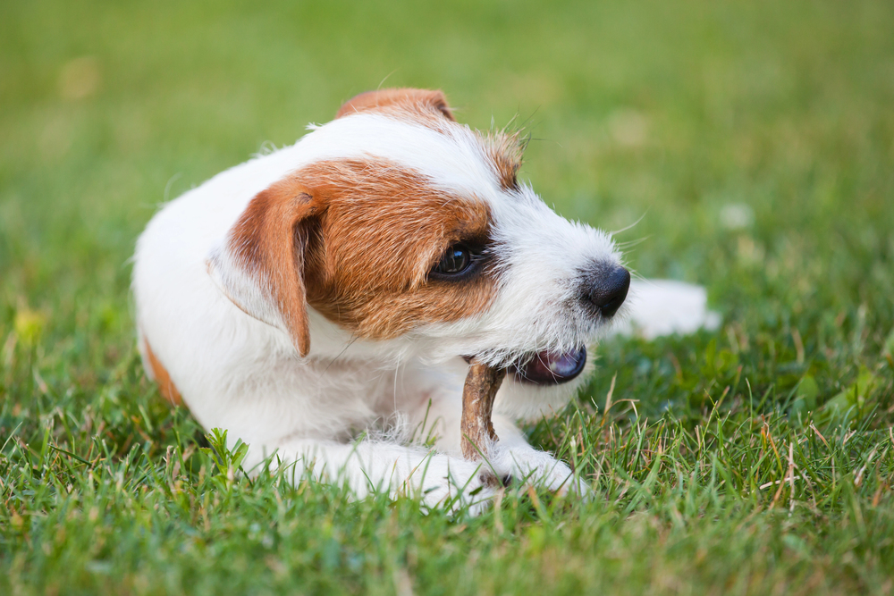 4Pfoten-Urlaub Hund kaut auf einer Kaustange