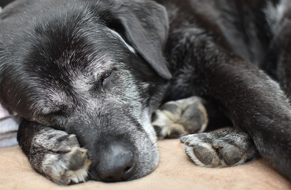 4Pfoten-Urlaub Hundesenior schläft