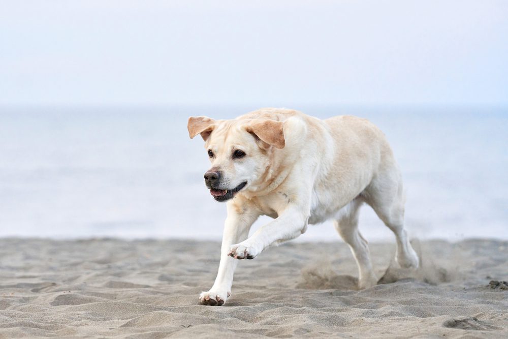 4Pfoten-Urlaub Strandurlaub mit Hund