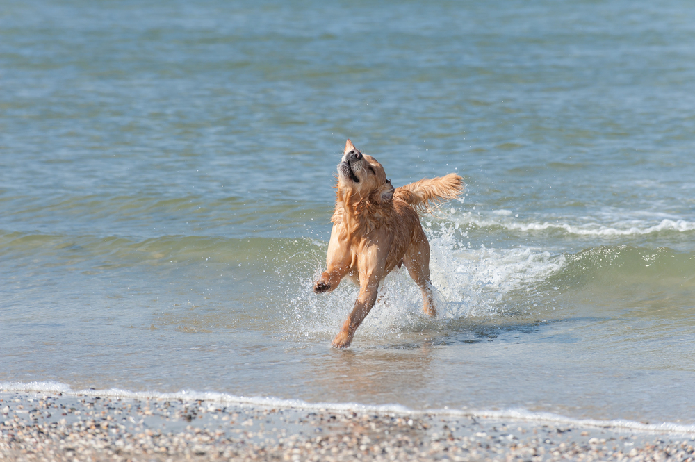 4Pfoten-Urlaub Strandurlaub mit Hund