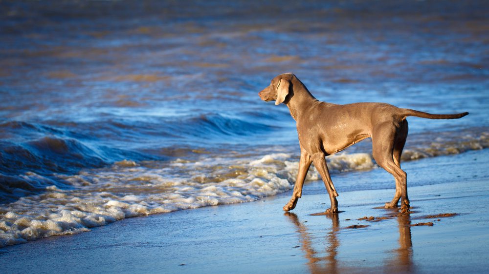 4Pfoten-Urlaub Strandurlaub mit Hund