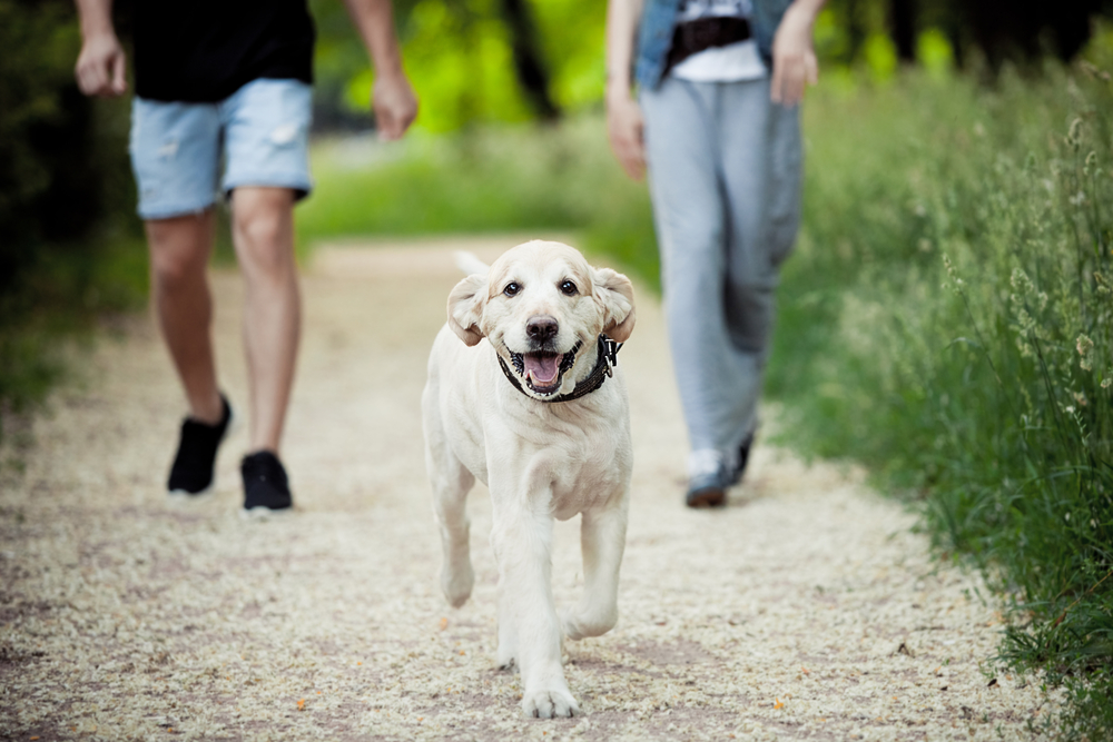 4Pfoten-Urlaub Signal Voraus für den Hund