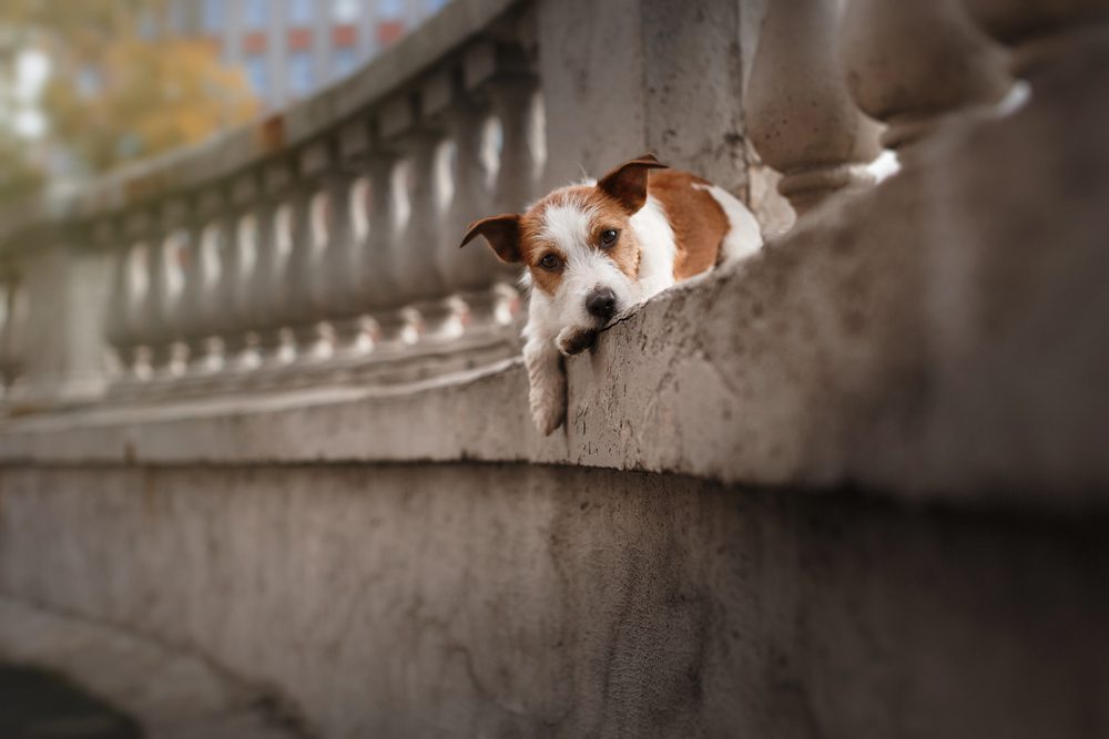 4Pfoten-Urlaub Hund auf Brücke