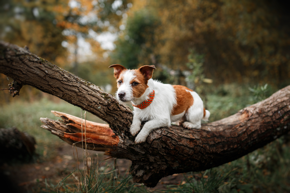 4Pfoten-Urlaub Wandern mit Hund und Katze im Wienerwald