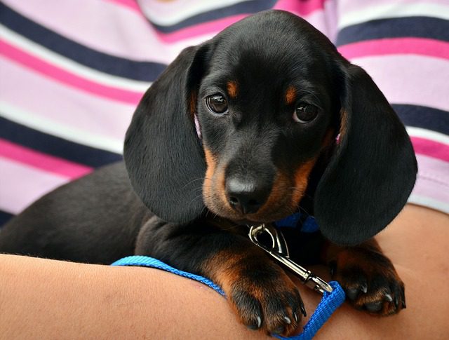 dachshund 1519374 640 1