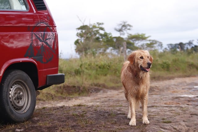 4Pfoten-Urlaub Campingurlaub mit Hund